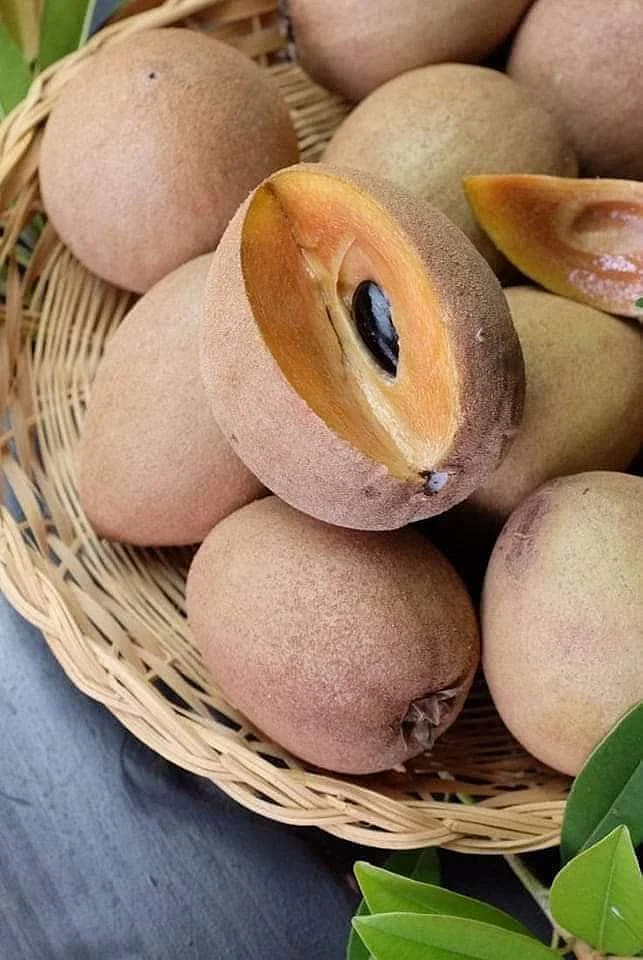 Sapodilla