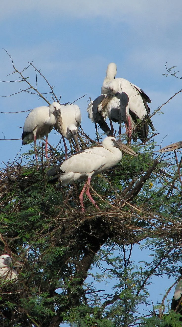 Sultanpur Bird Sanctuary
