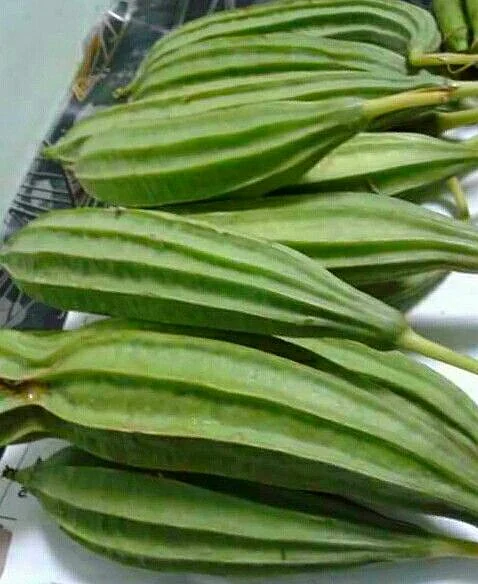 Ridge gourd