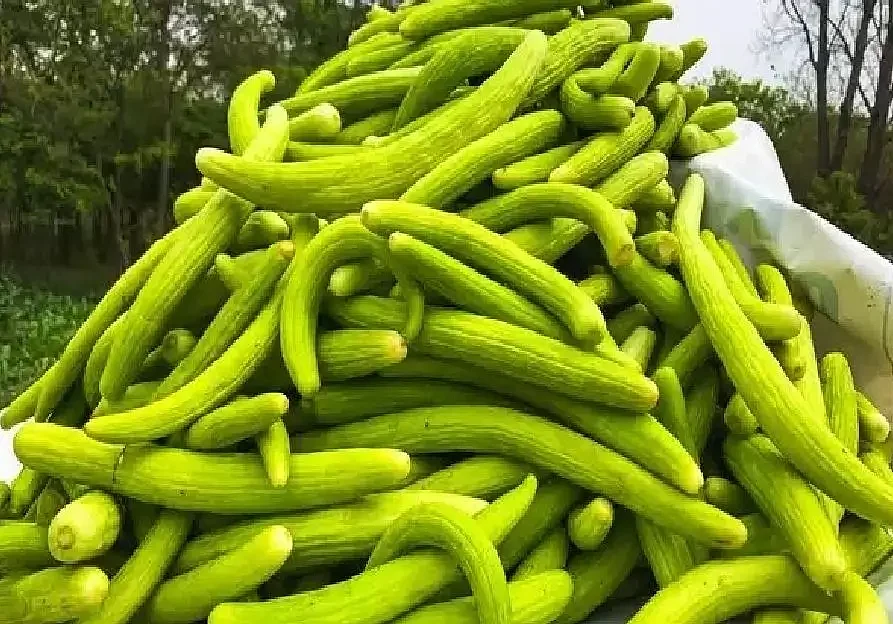 Cucumber 1