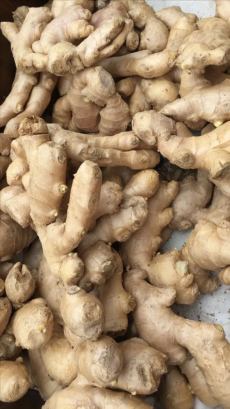 Ginger. 7