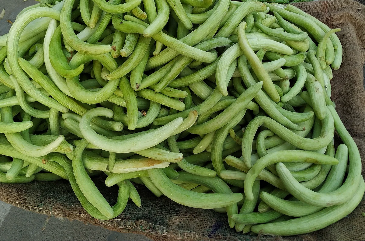 Cucumber 9