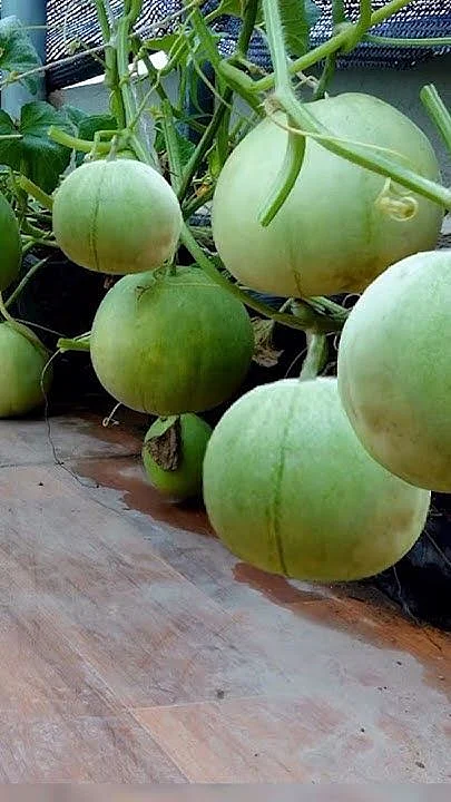 टिंडा