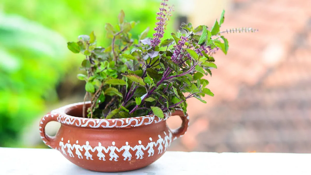 Holy tulsi health benefits