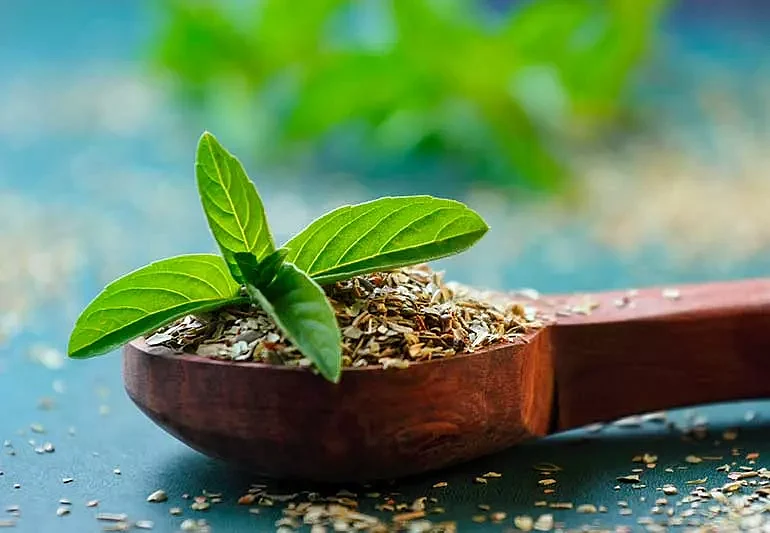 Holy Basil Tulsi 1245095474 770x533 1jpg