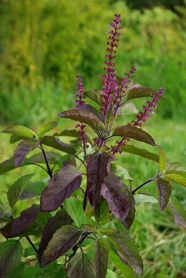 Beautiful tulsi deviITG 1737986860365