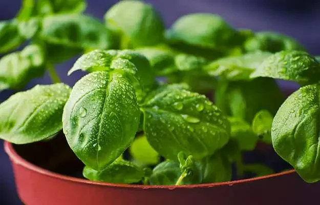tulsi ke fayde in hindi 2