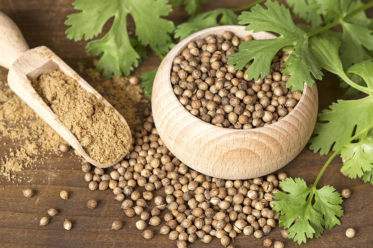 edible gardening 101 harvesting coriander seeds 2 corriander seeds leaves powder