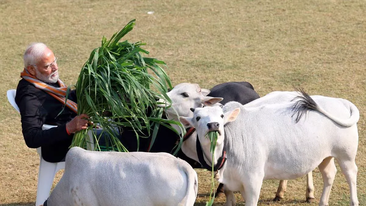 pm modi makar sankranti 2024 cows at residence 2024 01 a86eecf2c783c690b1190c769efbcca4