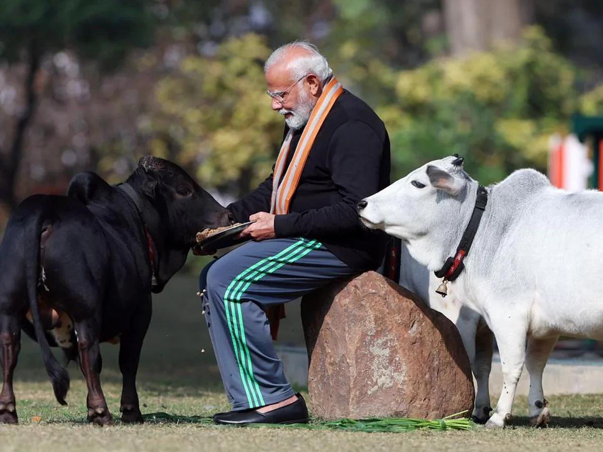 pm modi cows 2024 01 09af3522a22a152fd4598bb729d8ab3b
