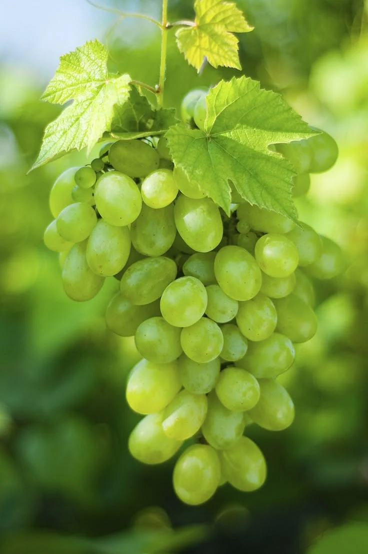 Tasti grapes
