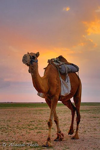 Arabian camel