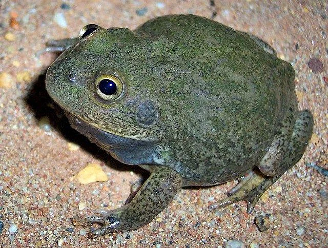 Top Water Holding Frog Facts