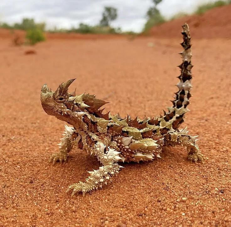 20 of the Most Iconic Australian Animals