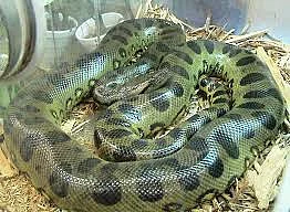 Green Anaconda