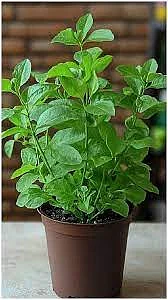 Tulsi 4