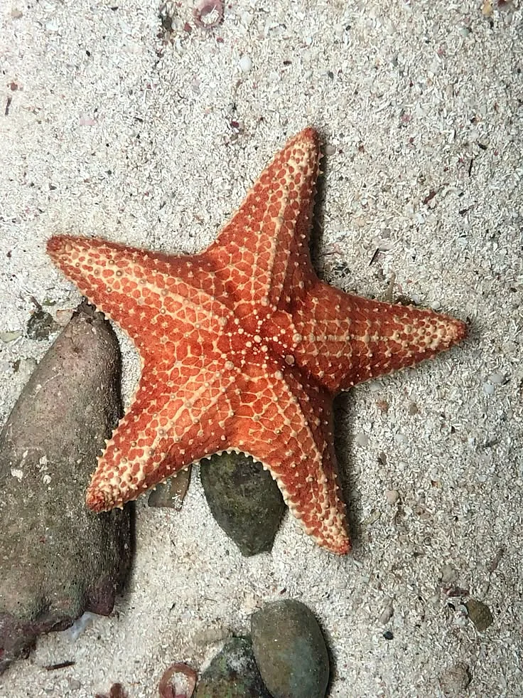 Starfish