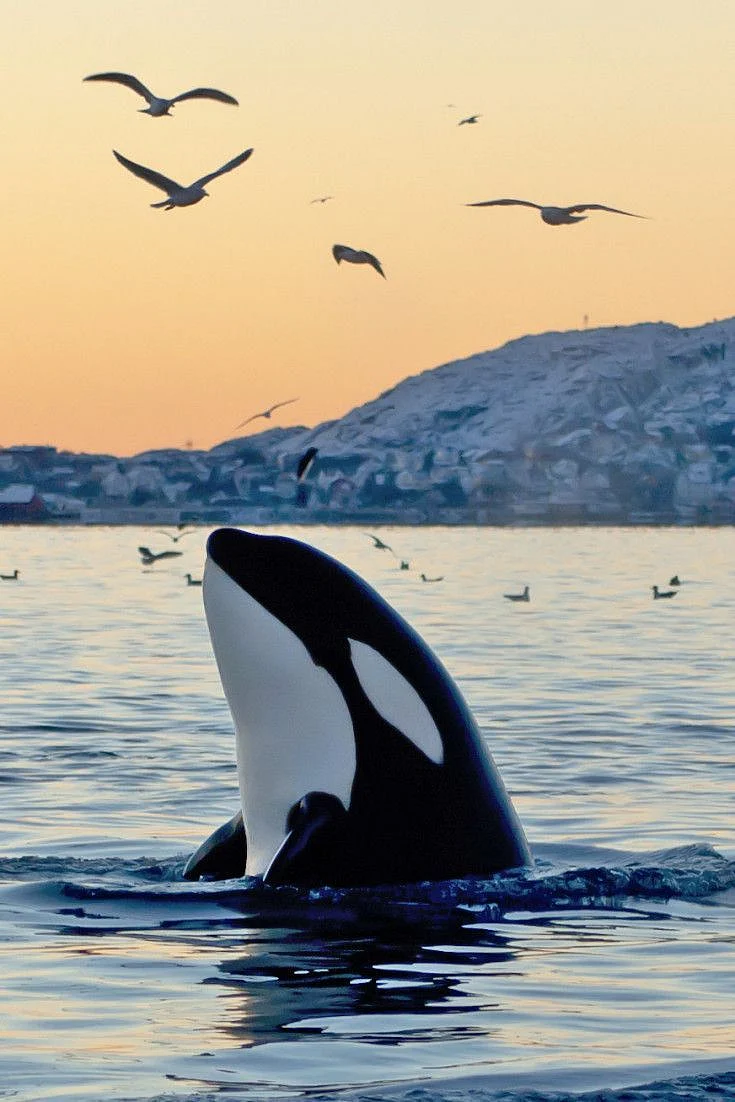 whale