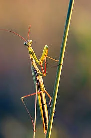 Mantis