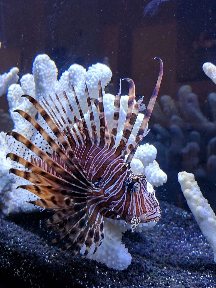 Voliton Lionfish