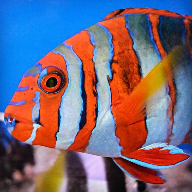 Harlequin Tusk