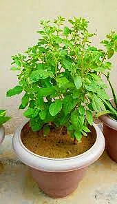 Tulsi 3