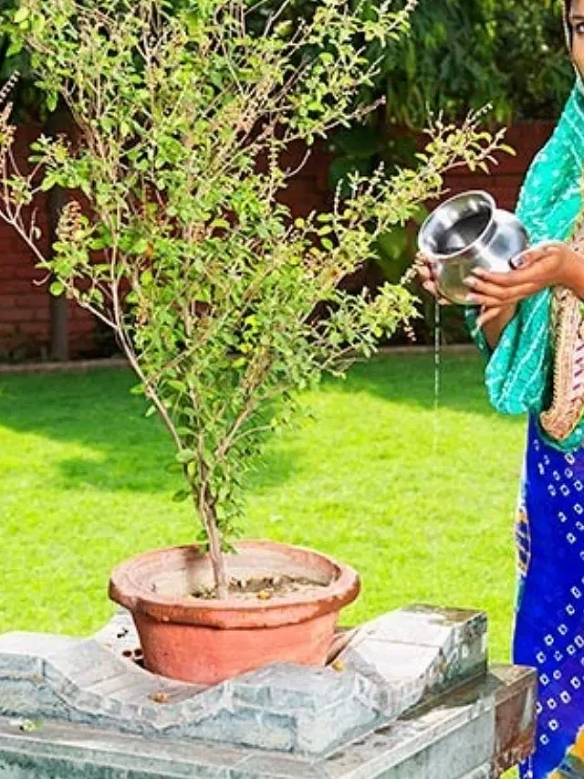 Tulsi 9