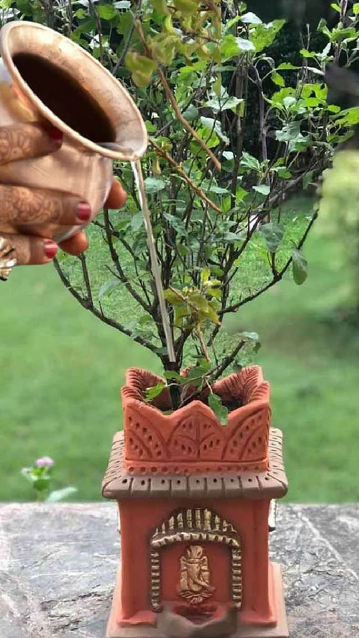 Tulsi 5