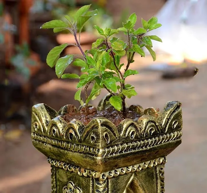 Tulsi 6