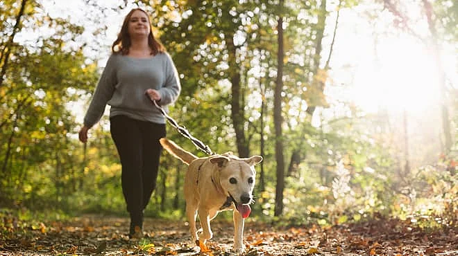 walking dog on wooded trail