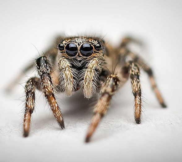 Jumping Spider
