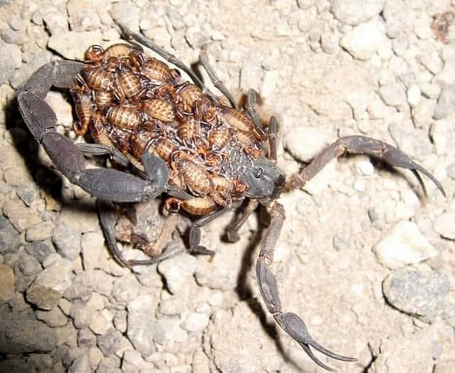 female scorpion