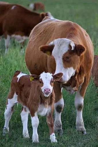 Cow