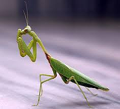 Mantis 1