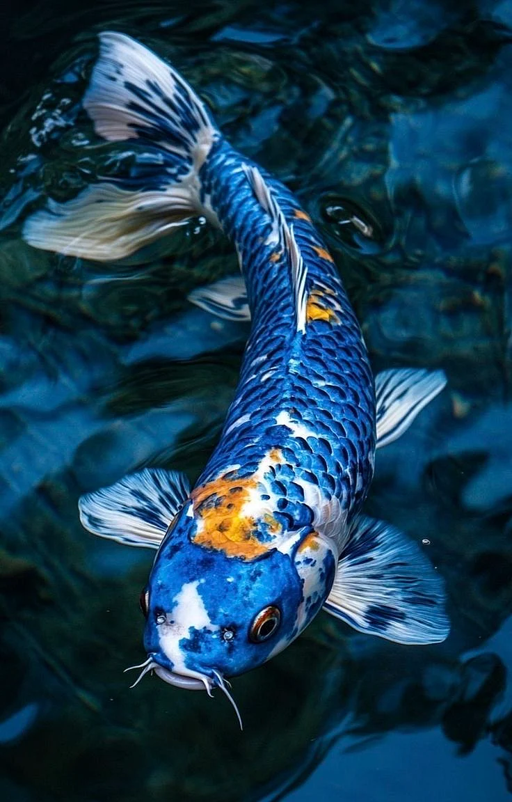 Killifish