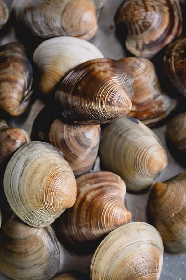 Shellfish