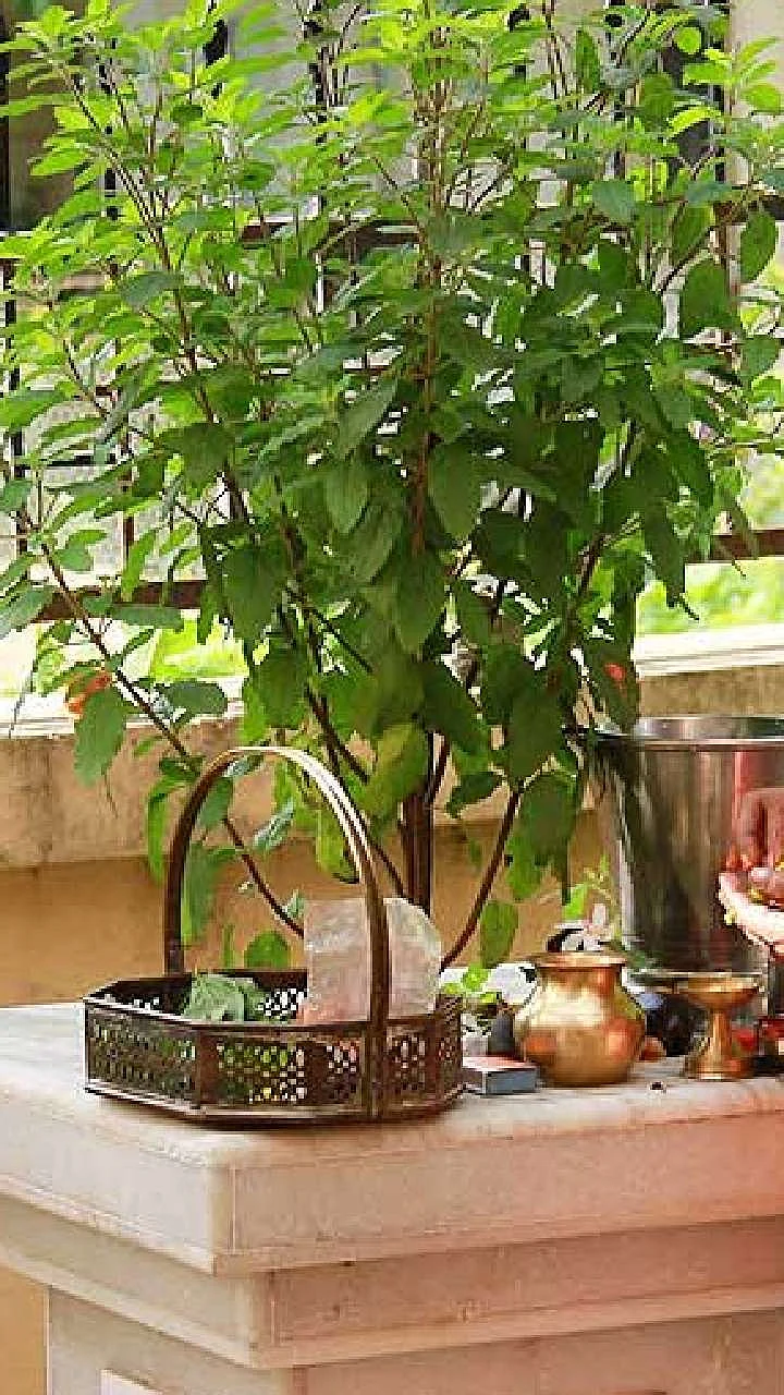 Tulsi 7