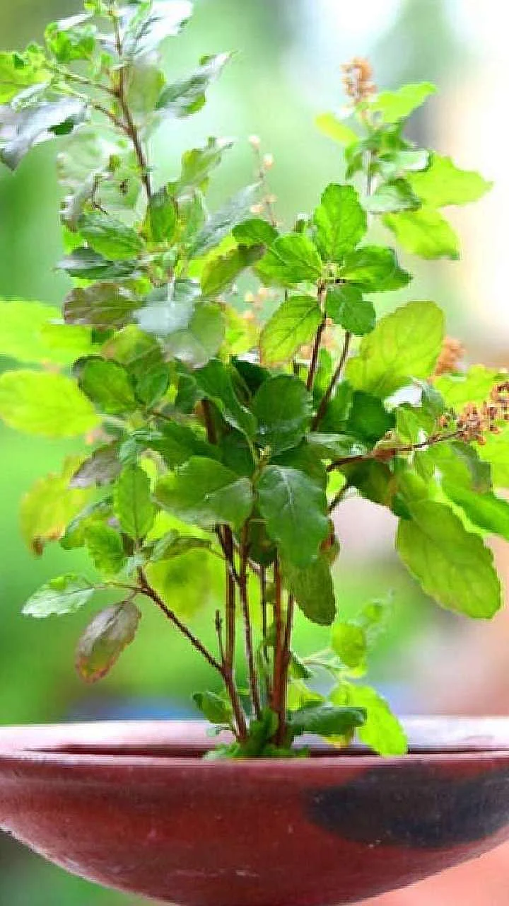 Tulsi 1