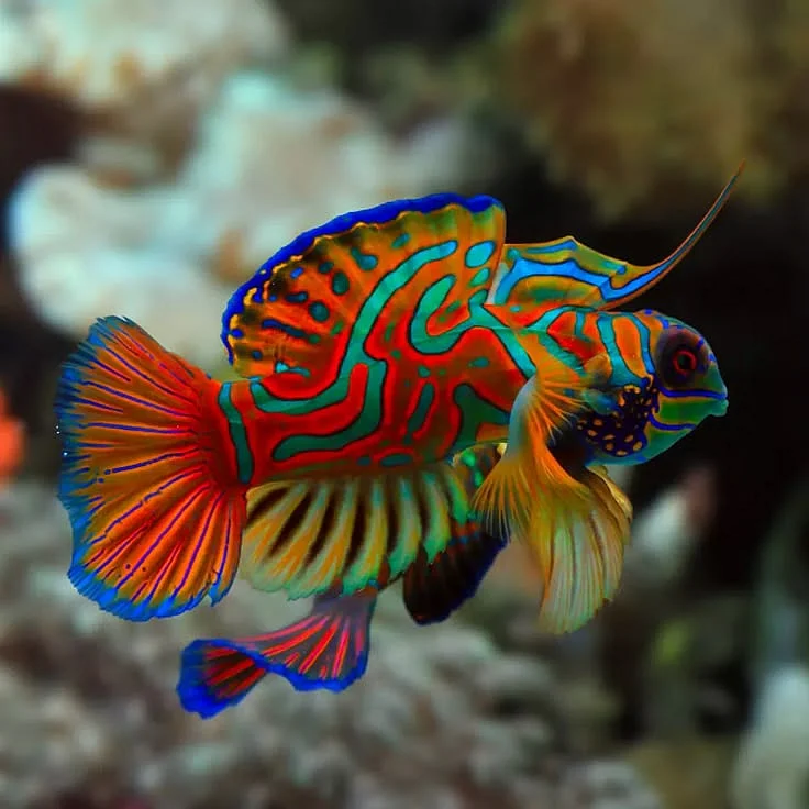 Mandarin Fish