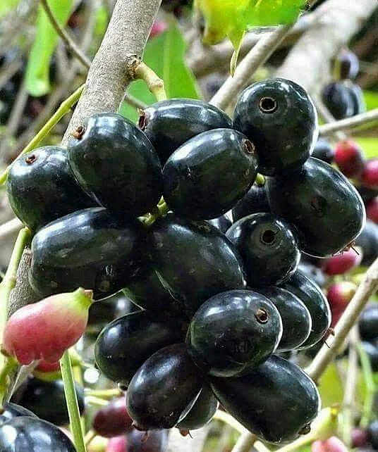 Jamun