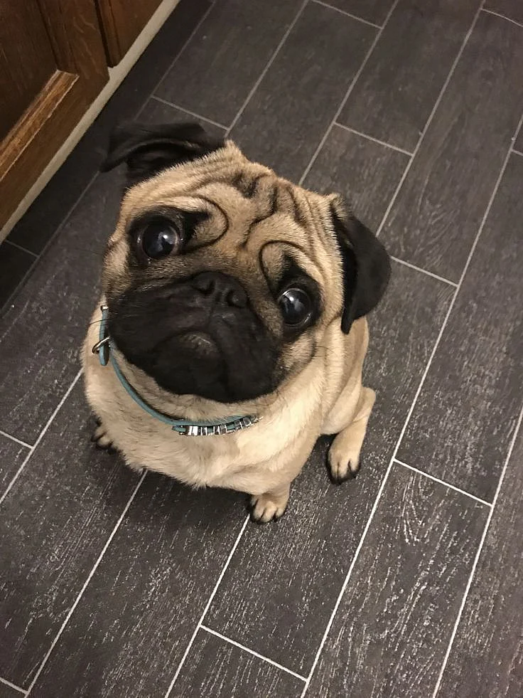 14 Reasons Why Pugs Are The Most Majestic Creatures On Earth