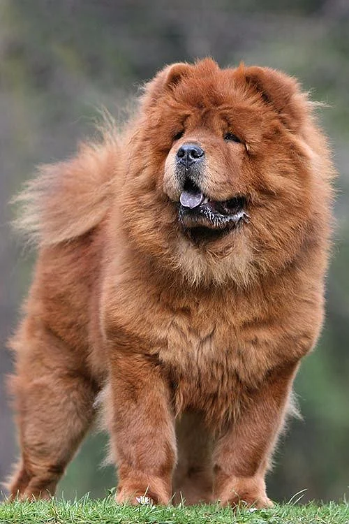 Chow Chow Dog Breed Information
