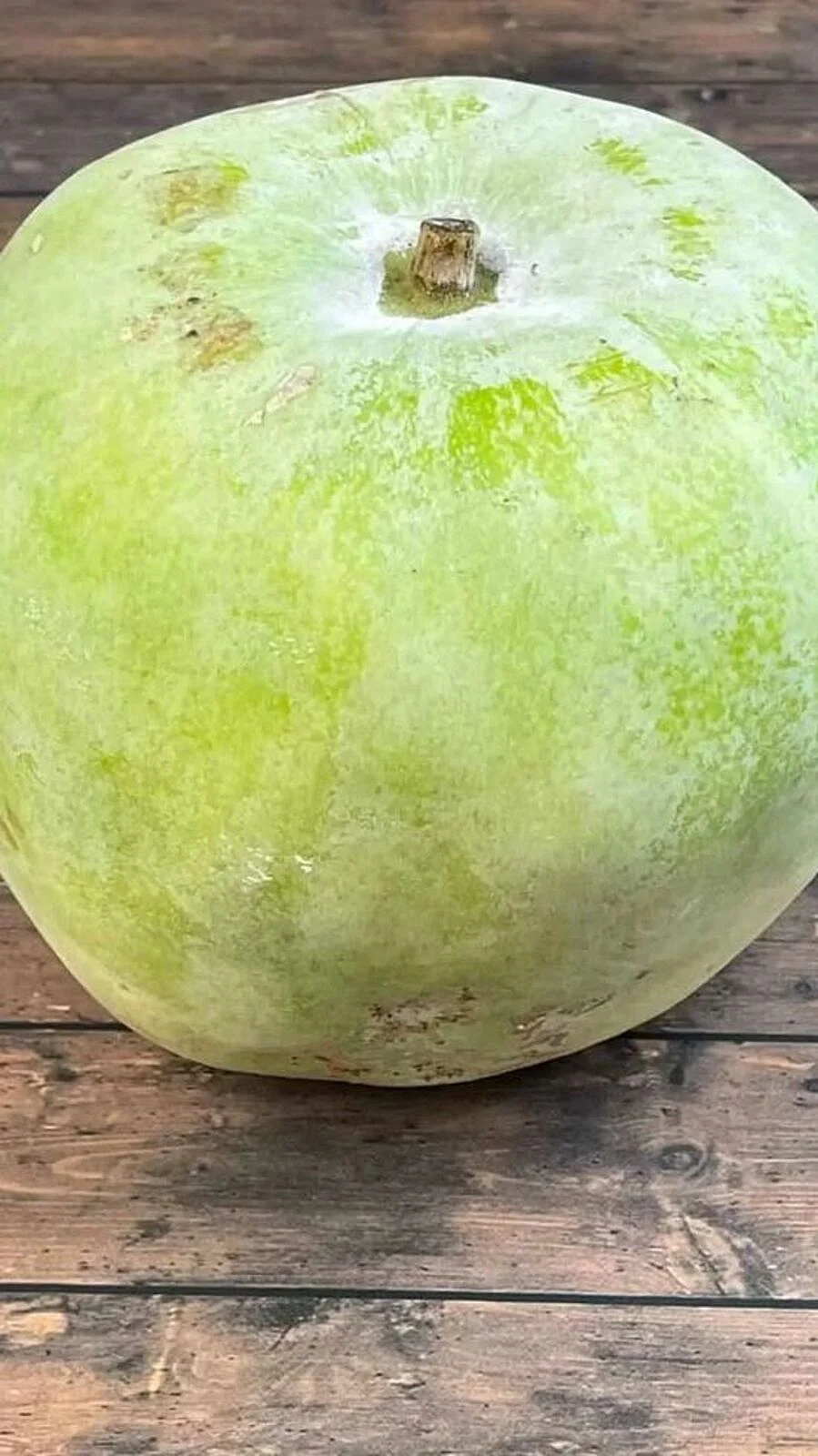 Ashgourd 9