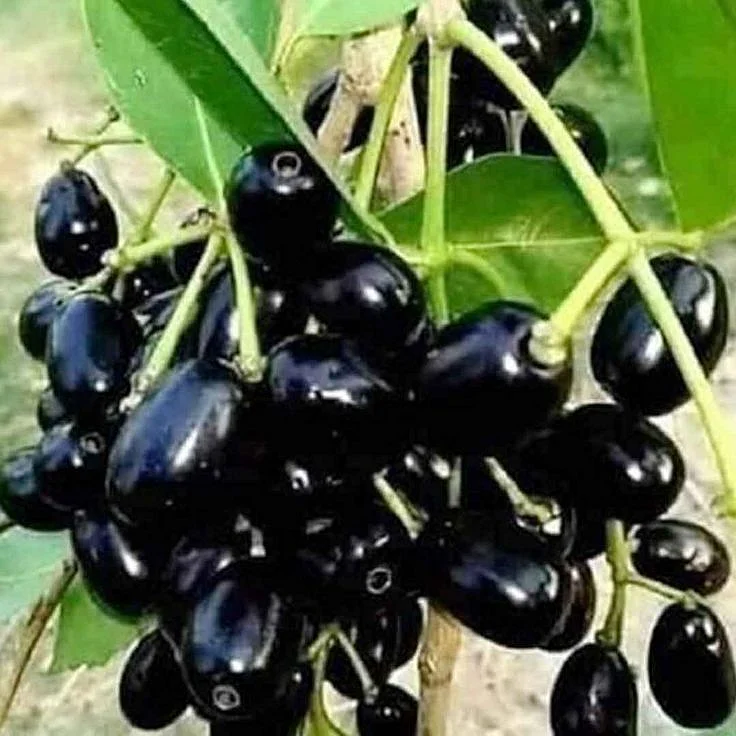 Java Plum