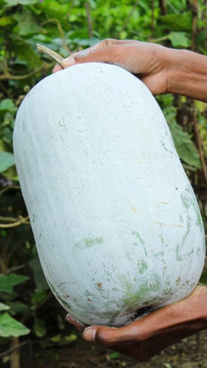 Ashgourd