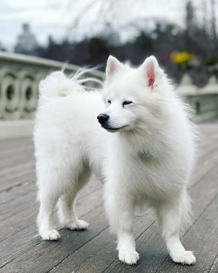 Dog Breed 👉 AMERICAN ESKIMO DOG From wolfysworld 🐕Wolfy 8 Years old Country Usa 🇺🇲