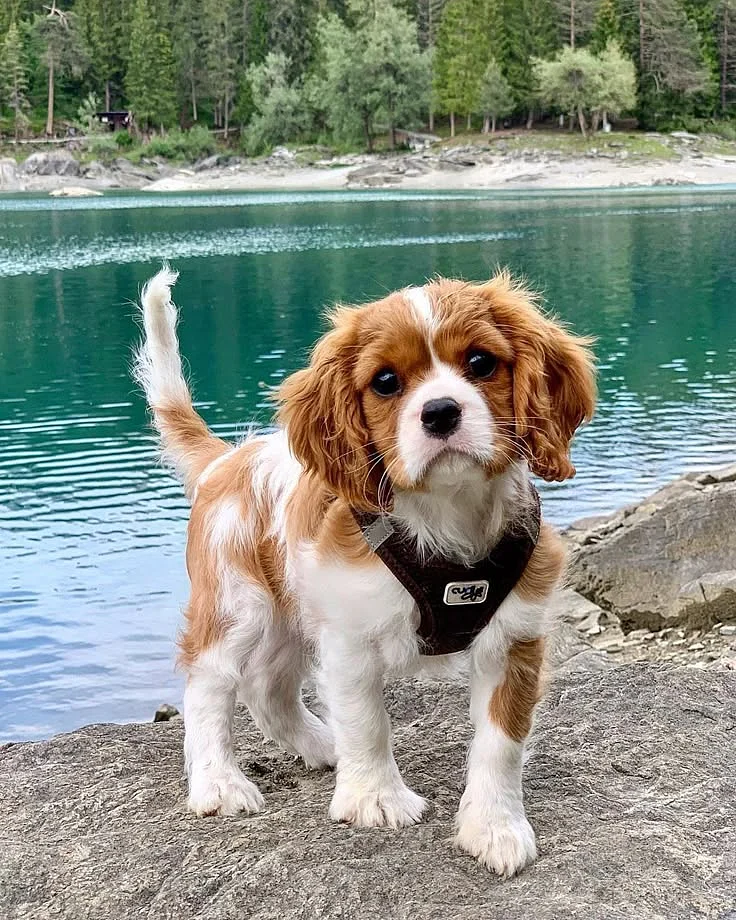 Timy 3 Months 📸CAVALIER KING CHARLES SPANIELFROM Switzerland swissmountainview swissdoggies