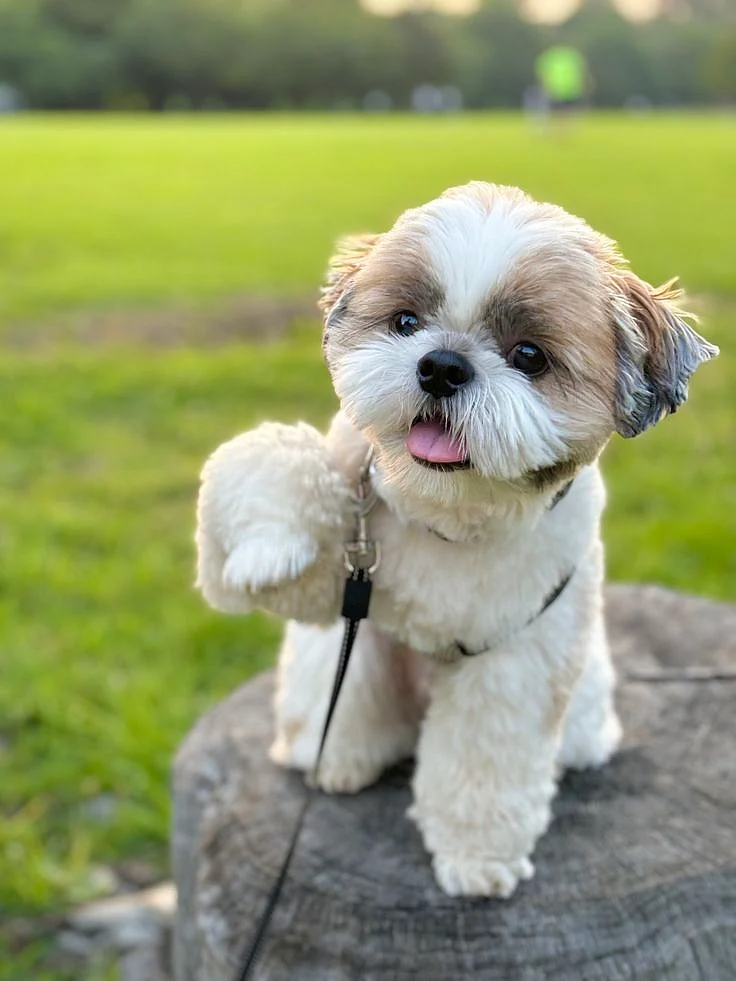 The Shih Tzu s Role in Therapy Stories of Healing and Connection