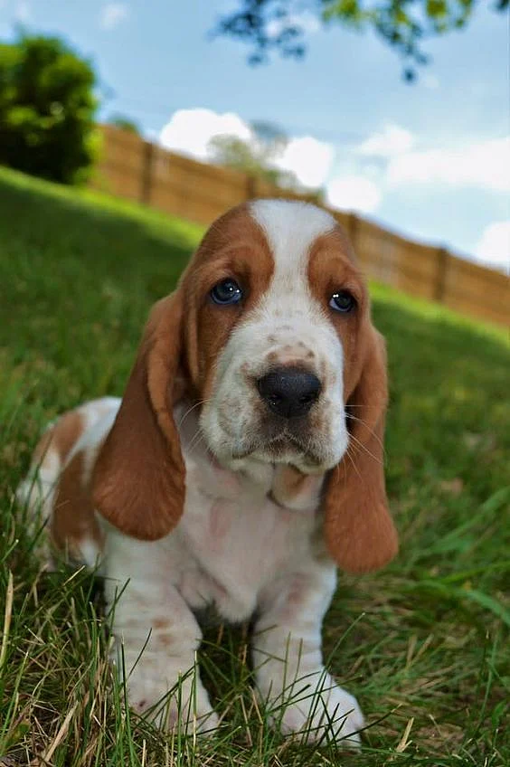 Do Basset Hounds Shed