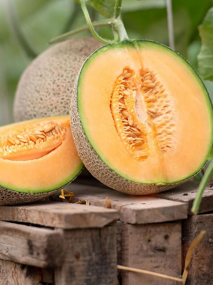 melon.6